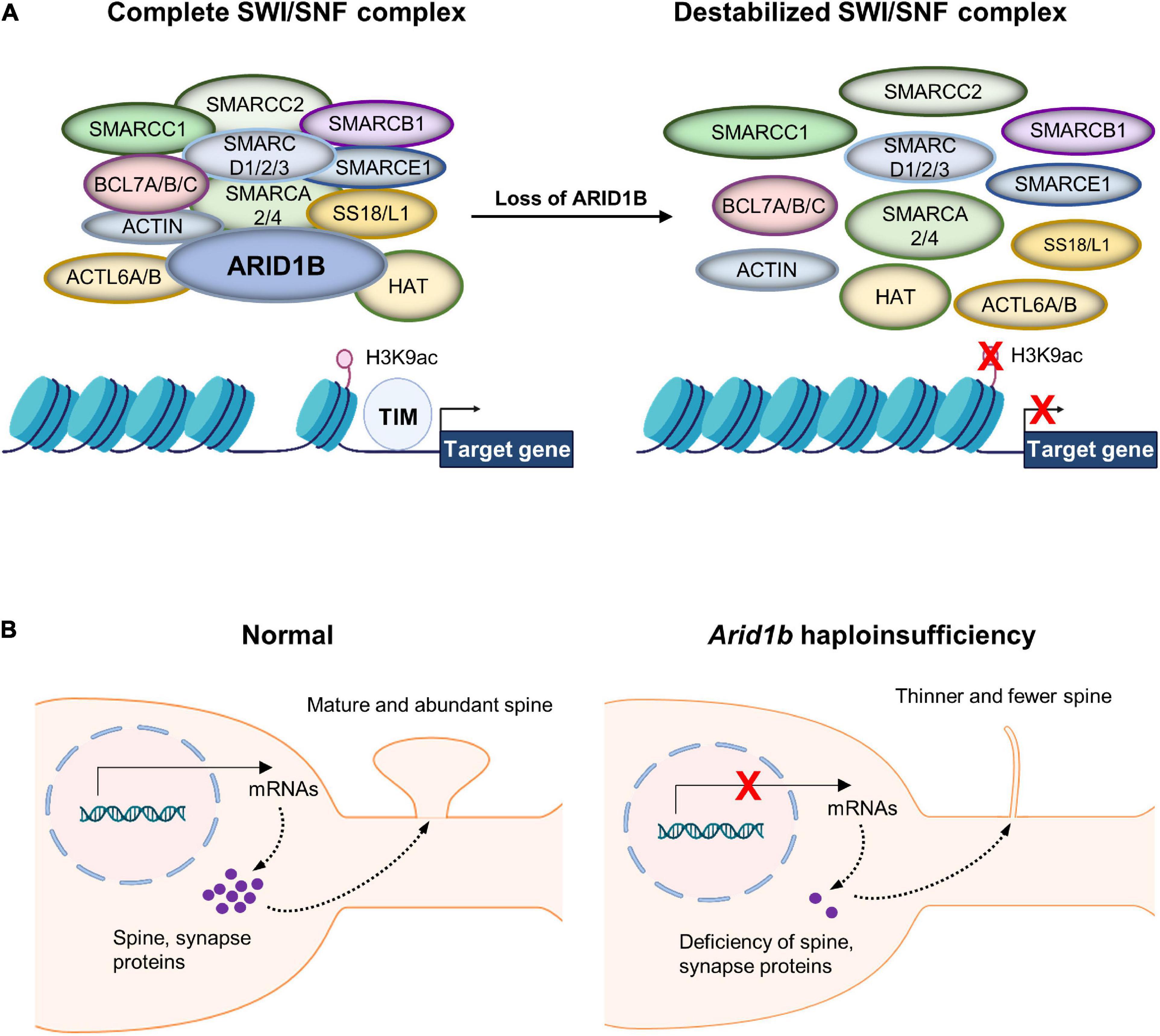 Dendritic spine and synapse pathology in chromatin modifier-associated autism spectrum disorders and intellectual disability